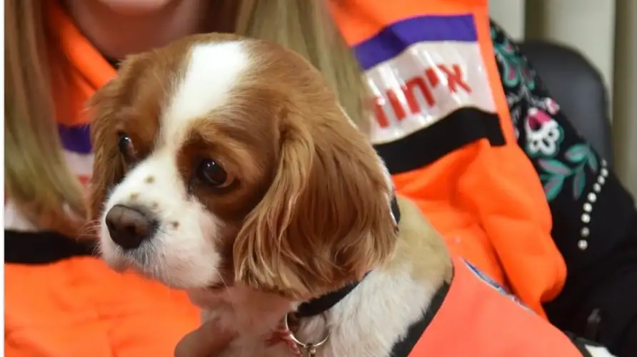 United Hatzlah Rescue Dog Lucy
